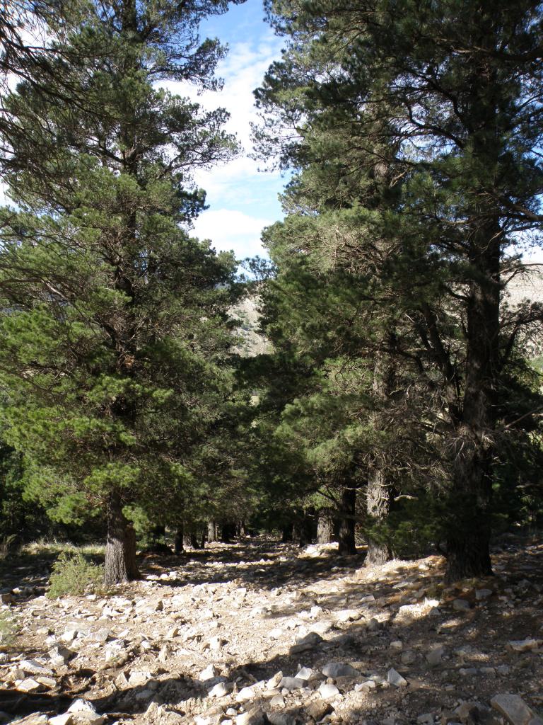 Foto de Sierra de la Ventana (Buenos Aires), Argentina