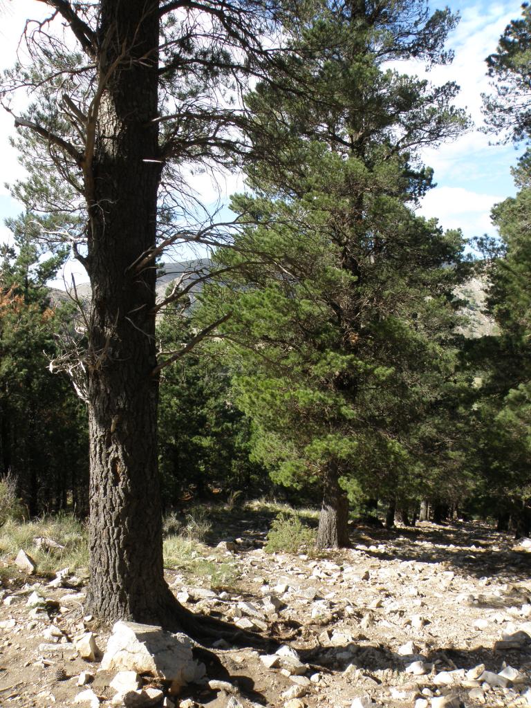 Foto de Sierra de la Ventana (Buenos Aires), Argentina