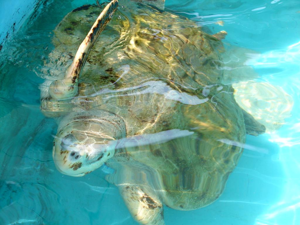 Foto de Puntarenas, Costa Rica