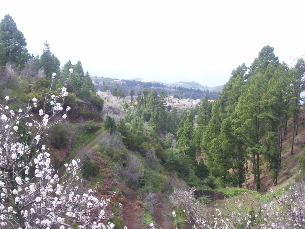 Foto de Las Tricias (Santa Cruz de Tenerife), España