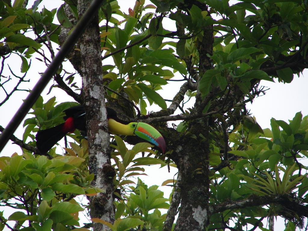 Foto de San Carlos (Alajuela), Costa Rica