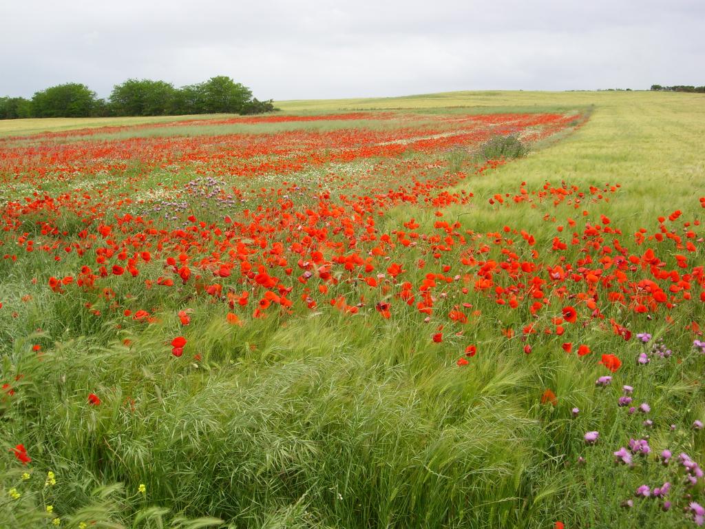 Foto de Santervás de Campos (Valladolid), España