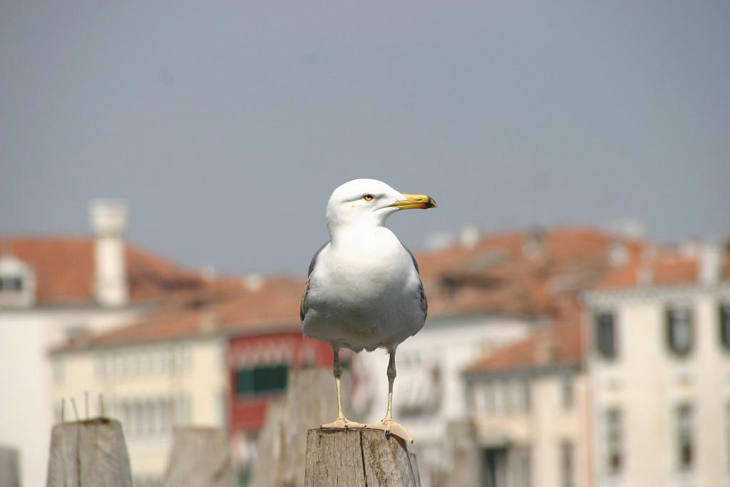 Foto de Venecia, Italia