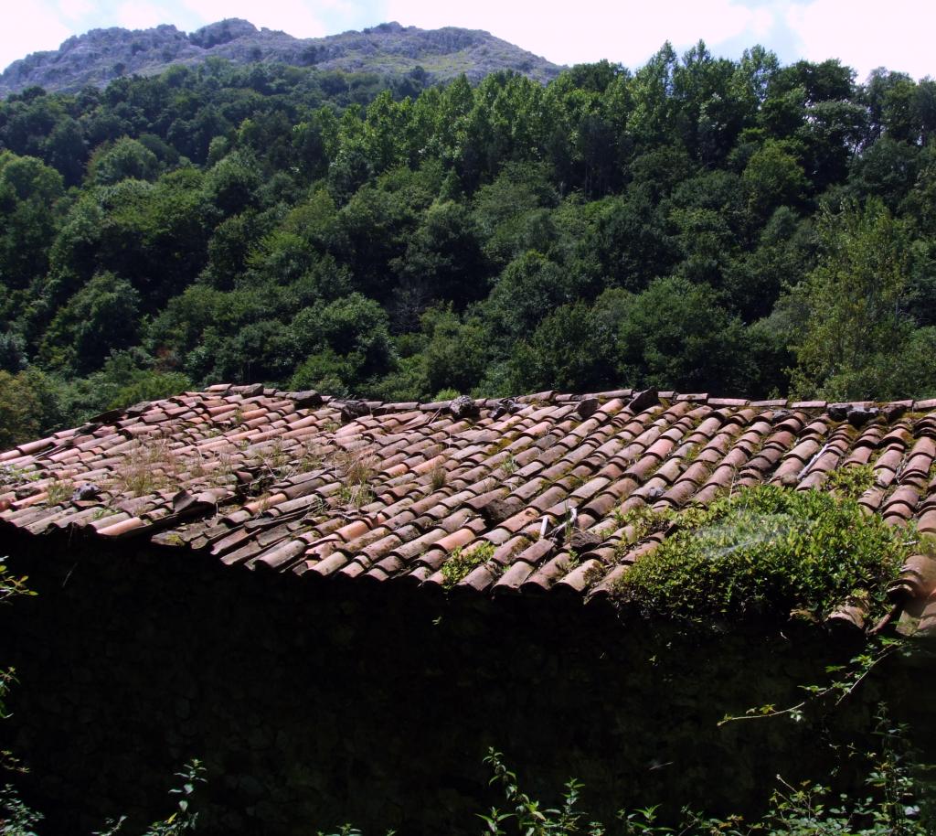 Foto de Angustina (Cantabria), España