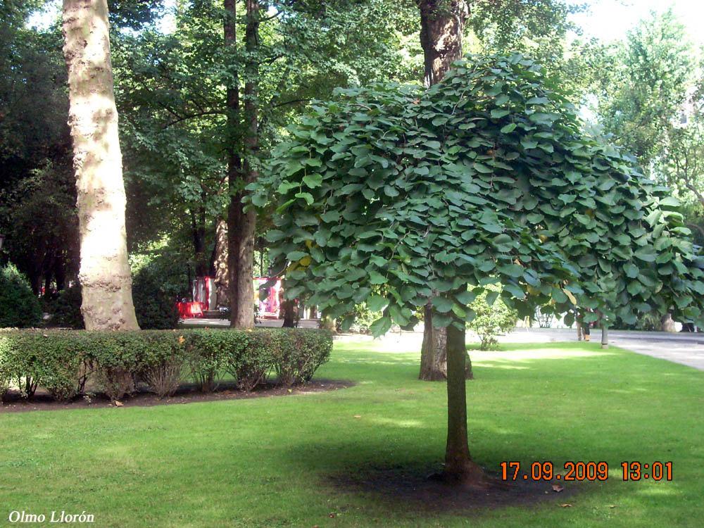 Foto de Oviedo (Asturias), España