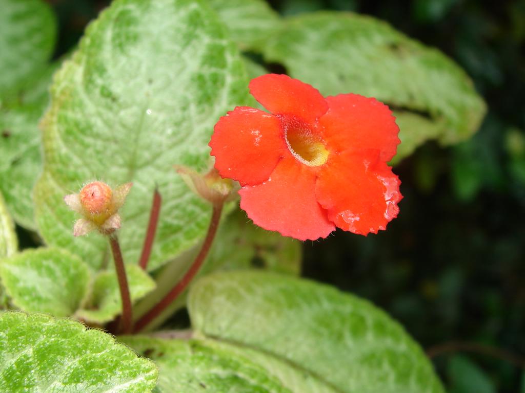 Foto de Puntarenas, Costa Rica