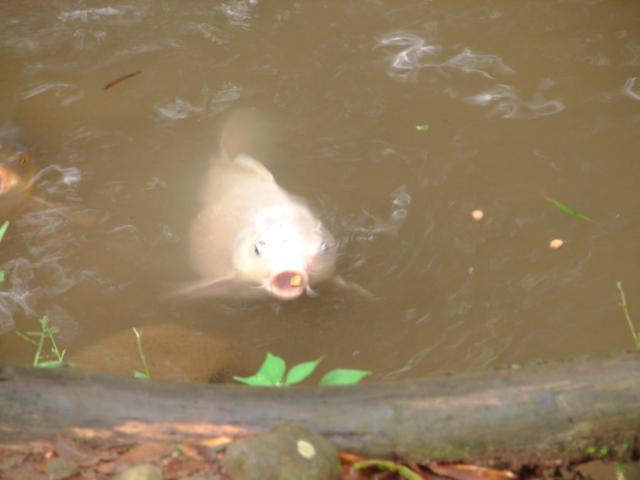 Foto de Limon (Guacimo), Costa Rica