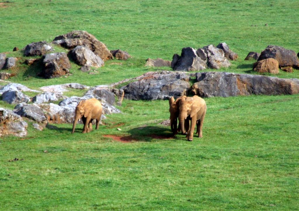 Foto de Cabarceno (Cantabria), España