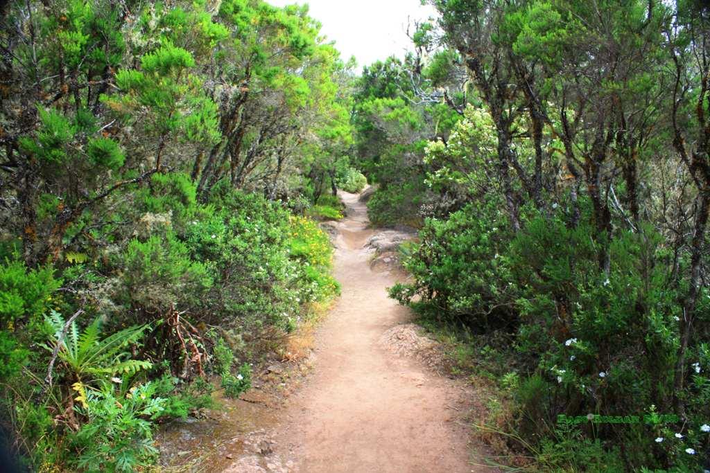 Foto de La Gomera (Santa Cruz de Tenerife), España