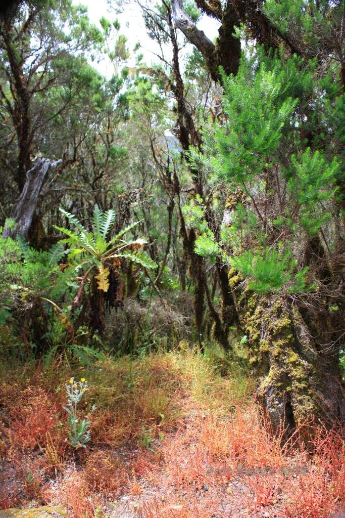 Foto de La Gomera (Santa Cruz de Tenerife), España