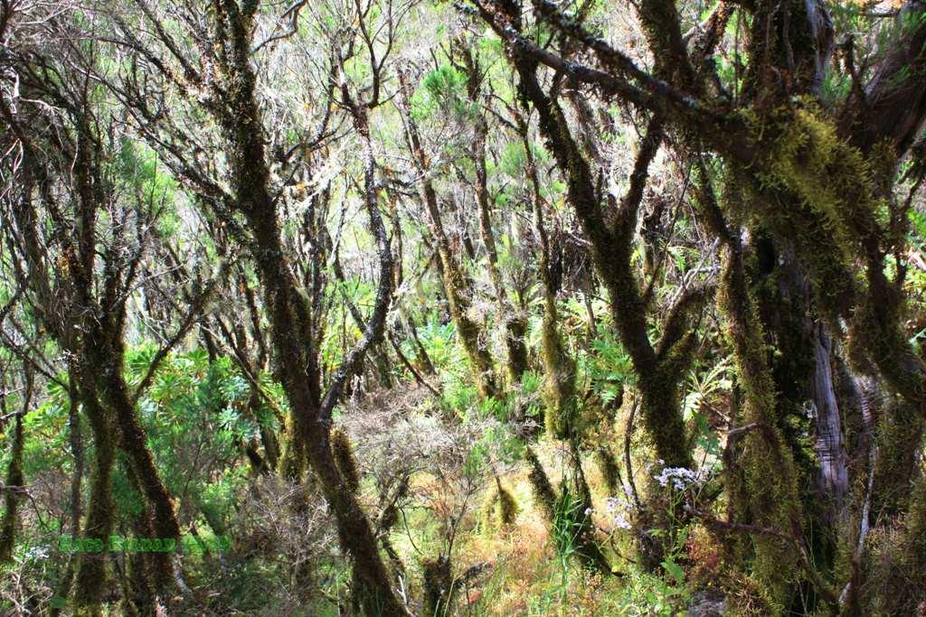 Foto de La Gomera (Santa Cruz de Tenerife), España