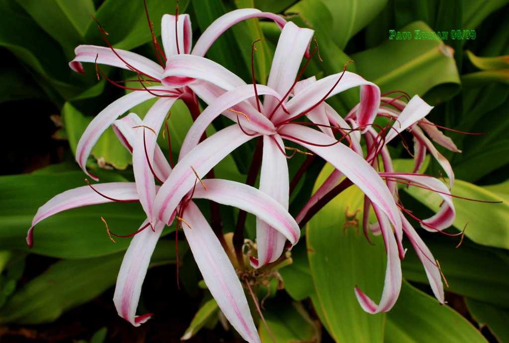 Foto de La Gomera (Santa Cruz de Tenerife), España