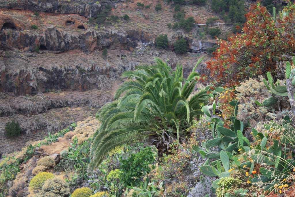 Foto de La Gomera (Santa Cruz de Tenerife), España