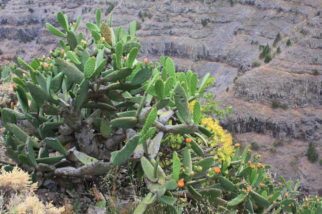 Foto de La Gomera (Santa Cruz de Tenerife), España