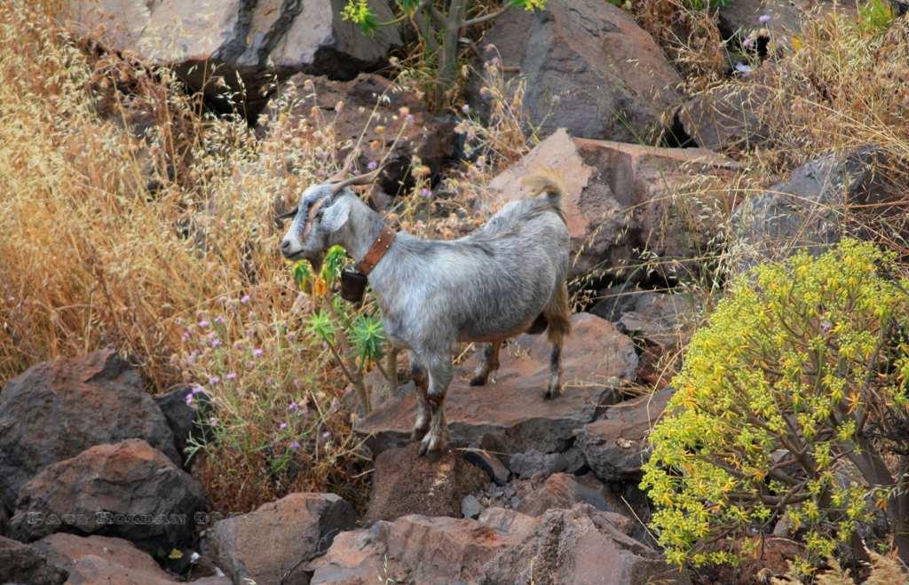 Foto de La Gomera (Santa Cruz de Tenerife), España