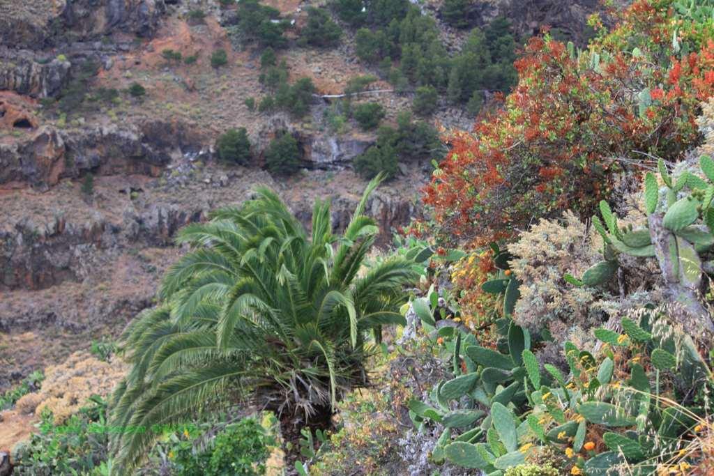 Foto de La Gomera (Santa Cruz de Tenerife), España