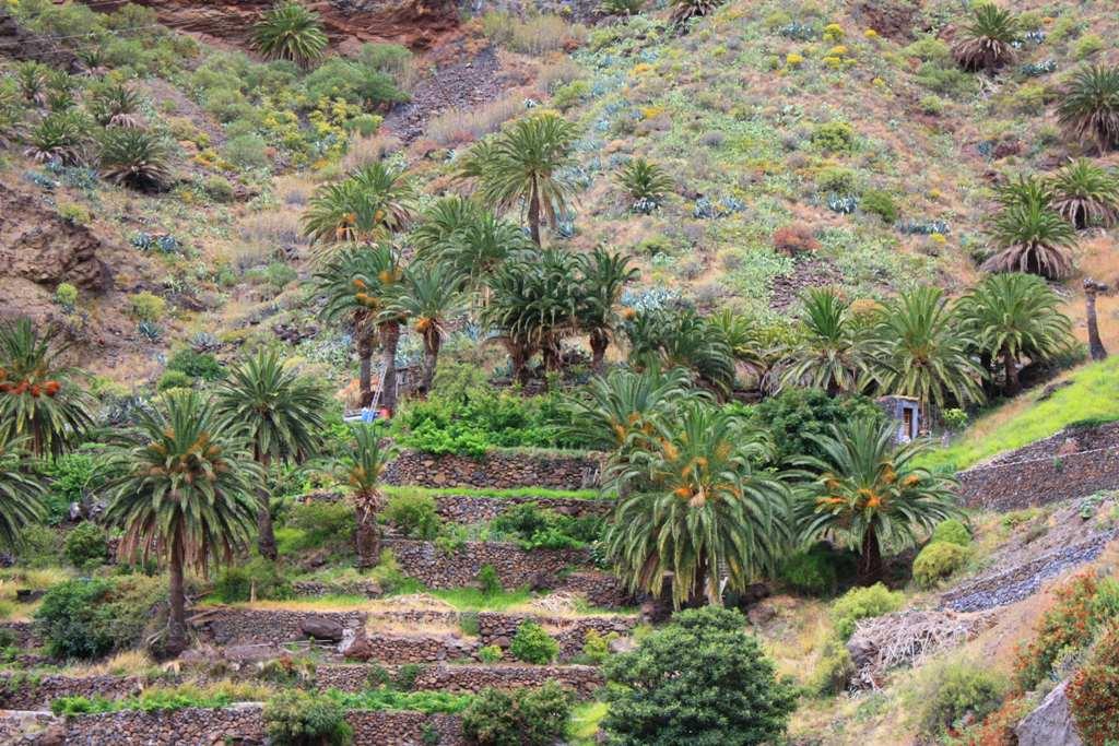 Foto de La Gomera (Santa Cruz de Tenerife), España