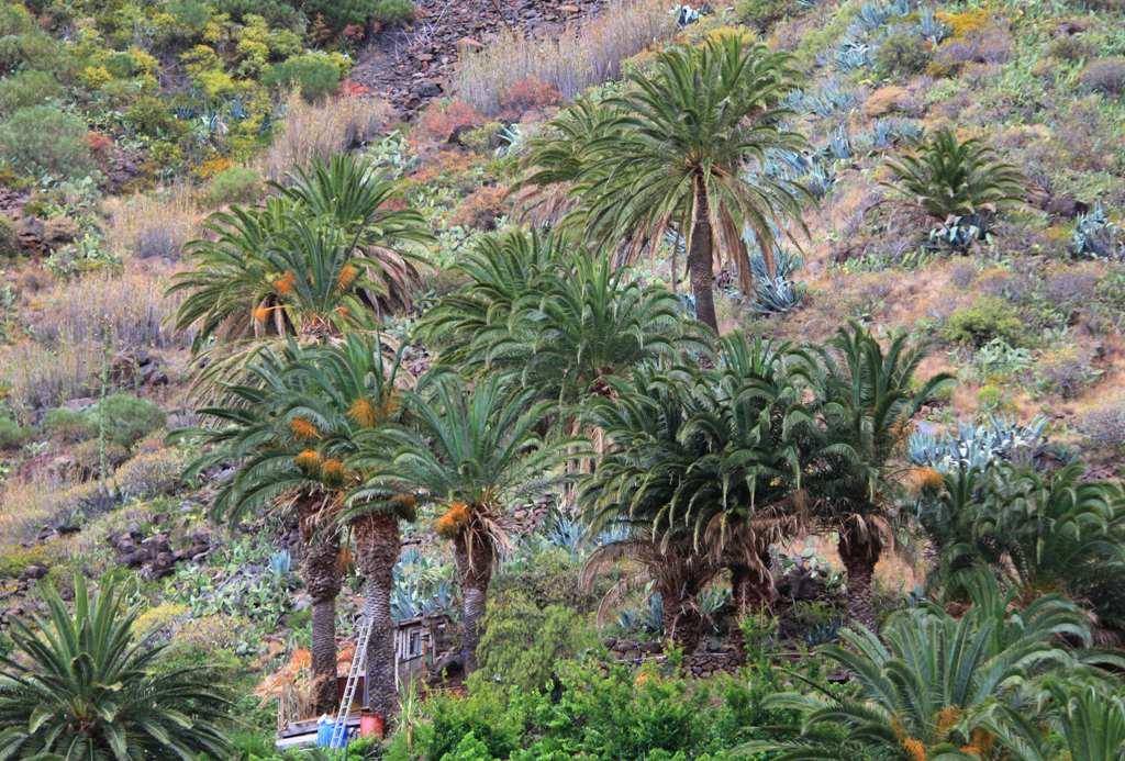 Foto de La Gomera (Santa Cruz de Tenerife), España