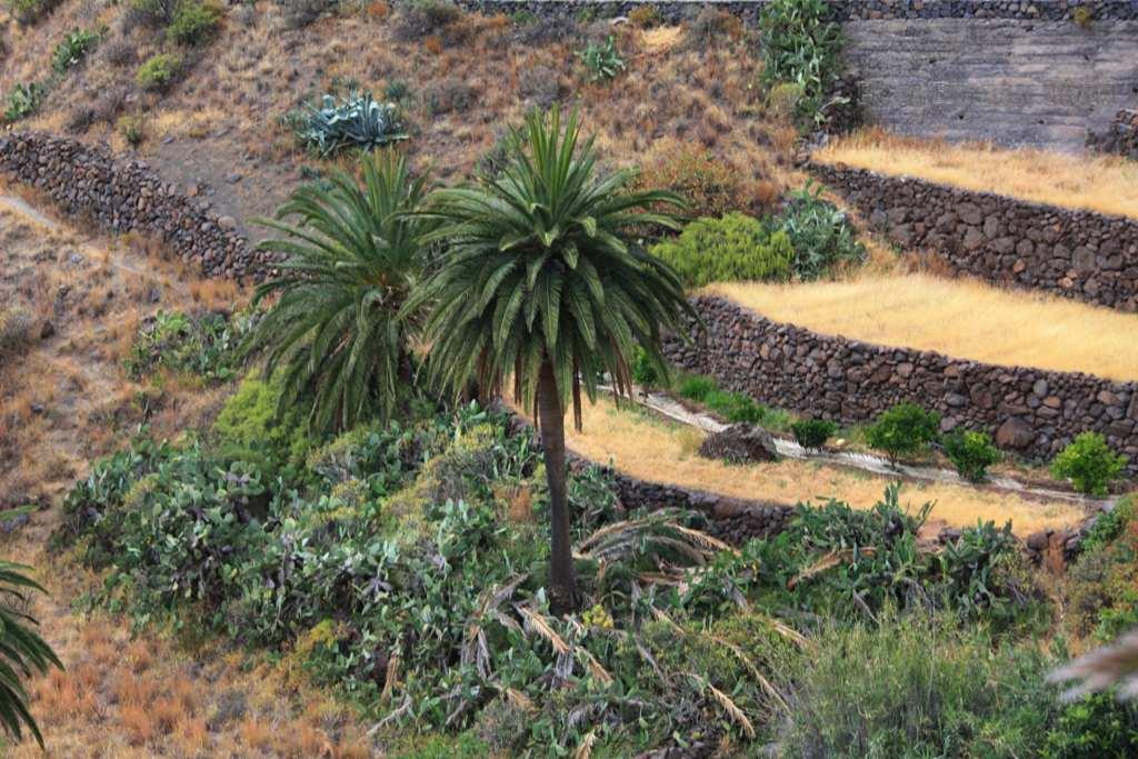 Foto de La Gomera (Santa Cruz de Tenerife), España