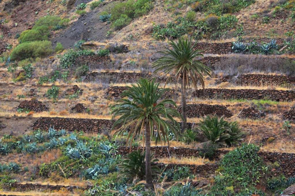 Foto de La Gomera (Santa Cruz de Tenerife), España