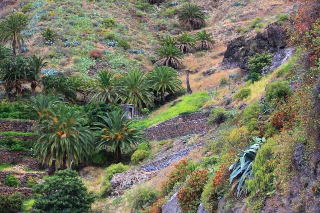 Foto de La Gomera (Santa Cruz de Tenerife), España