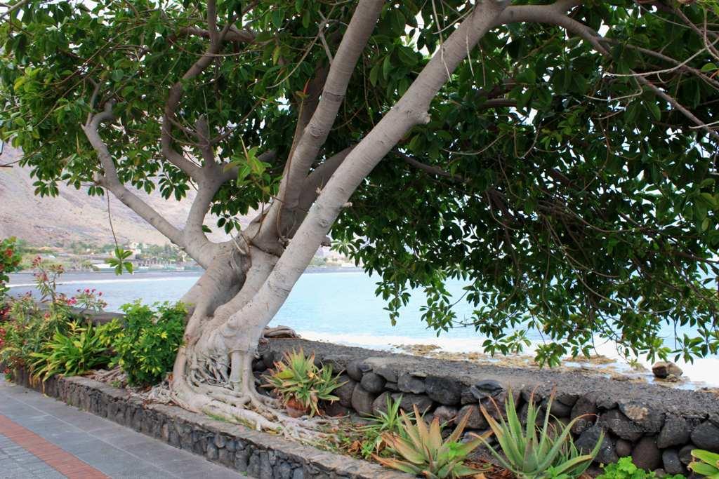 Foto de La Gomera (Santa Cruz de Tenerife), España