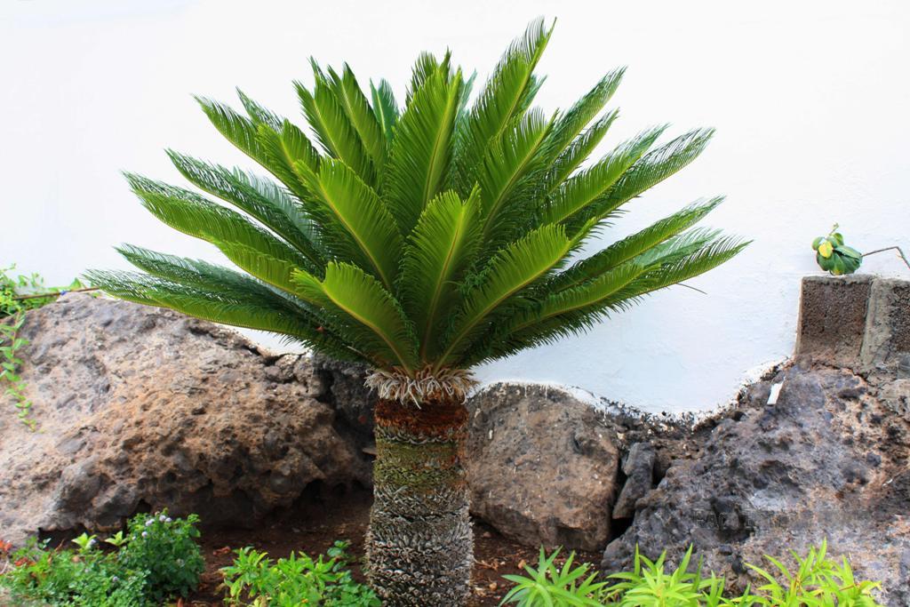 Foto de La Gomera (Santa Cruz de Tenerife), España