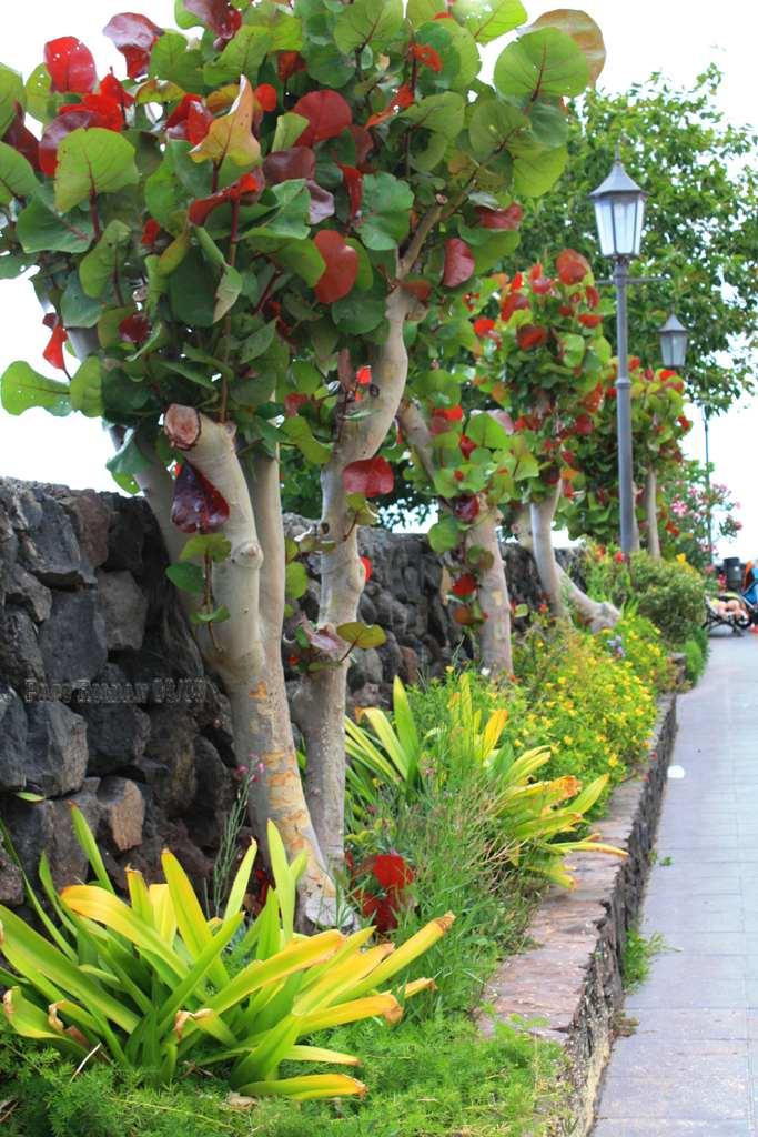 Foto de La Gomera (Santa Cruz de Tenerife), España