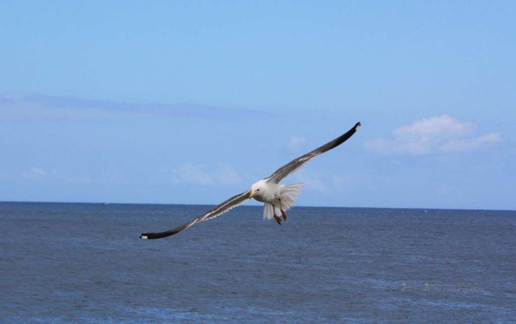 Foto de La Gomera (Santa Cruz de Tenerife), España