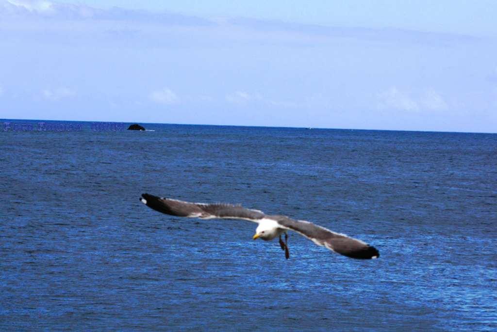 Foto de La Gomera (Santa Cruz de Tenerife), España