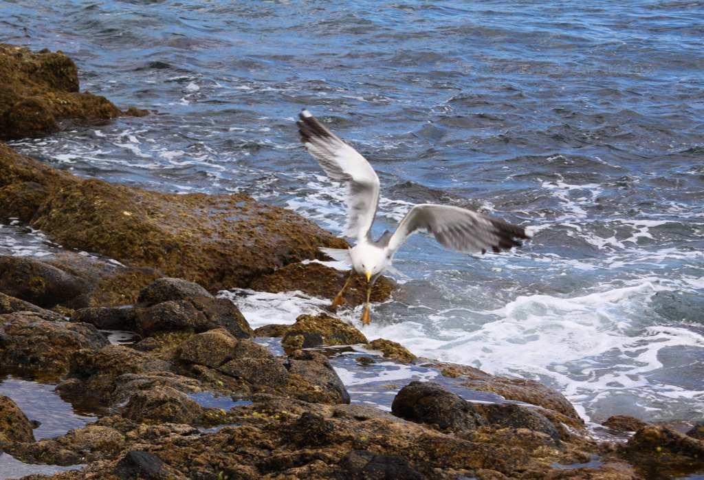 Foto de La Gomera (Santa Cruz de Tenerife), España