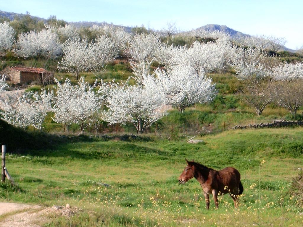 Foto de Valle del Jerte (Cáceres), España