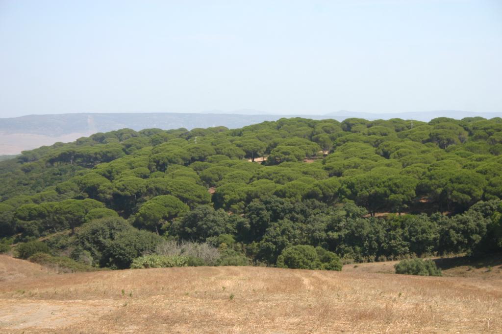 Foto de Barbate (Cádiz), España