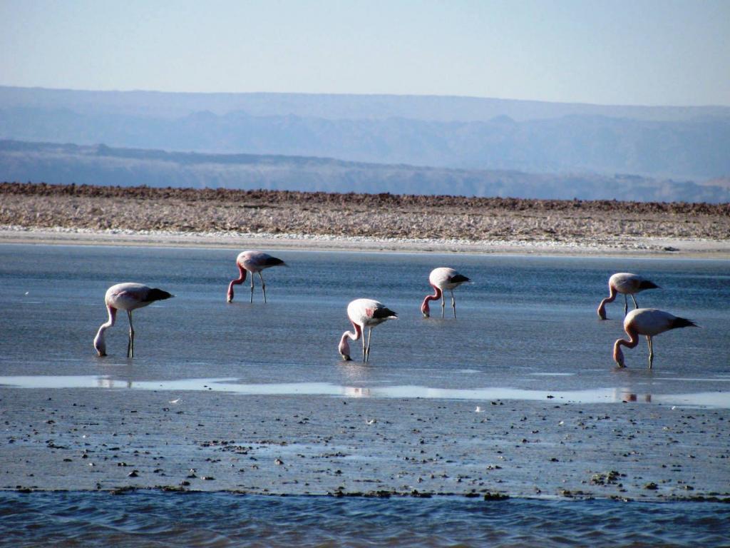 Foto de San Pedro de Atacama, Chile