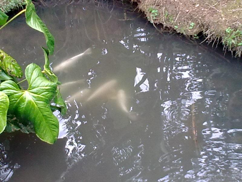 Foto de Shell, Ecuador