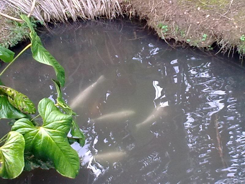 Foto de Shell, Ecuador