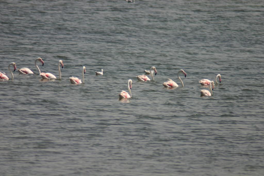 Foto de Puerto Real (Cádiz), España