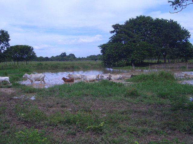 Foto de Monteria, Colombia