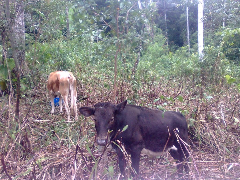 Foto de Simón Bolívar (Mushullacta), Ecuador