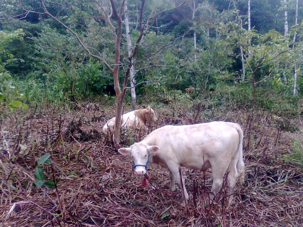 Foto de Simón Bolívar (Mushullacta), Ecuador