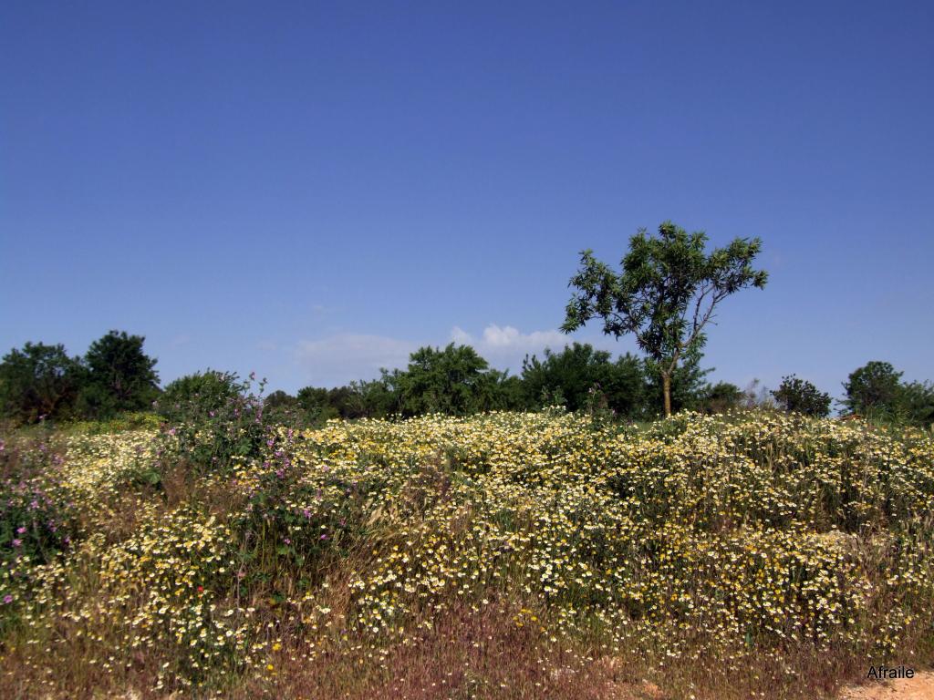 Foto de Peñas de San Pedro (Albacete), España