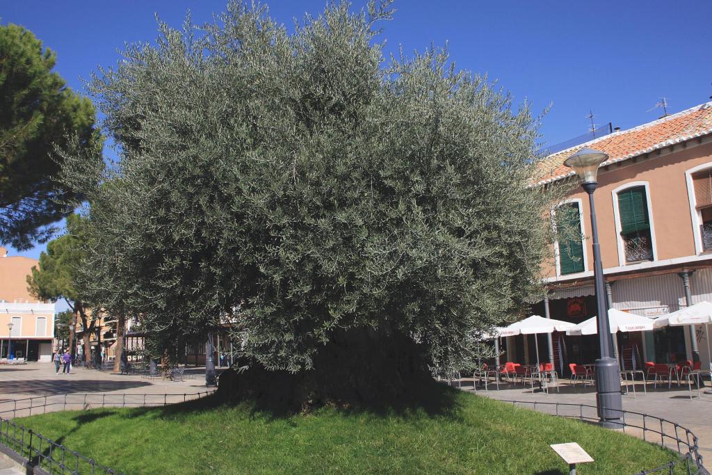 Foto de Daimiel (Ciudad Real), España