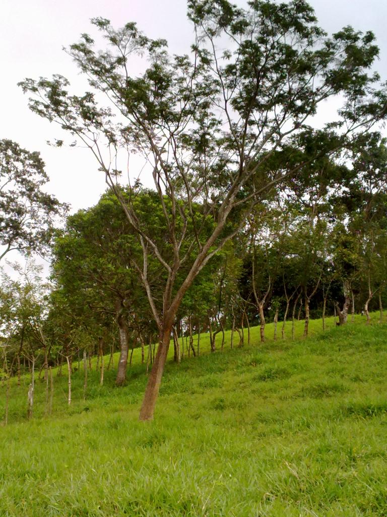 Foto de Zagala (Puntarenas), Costa Rica