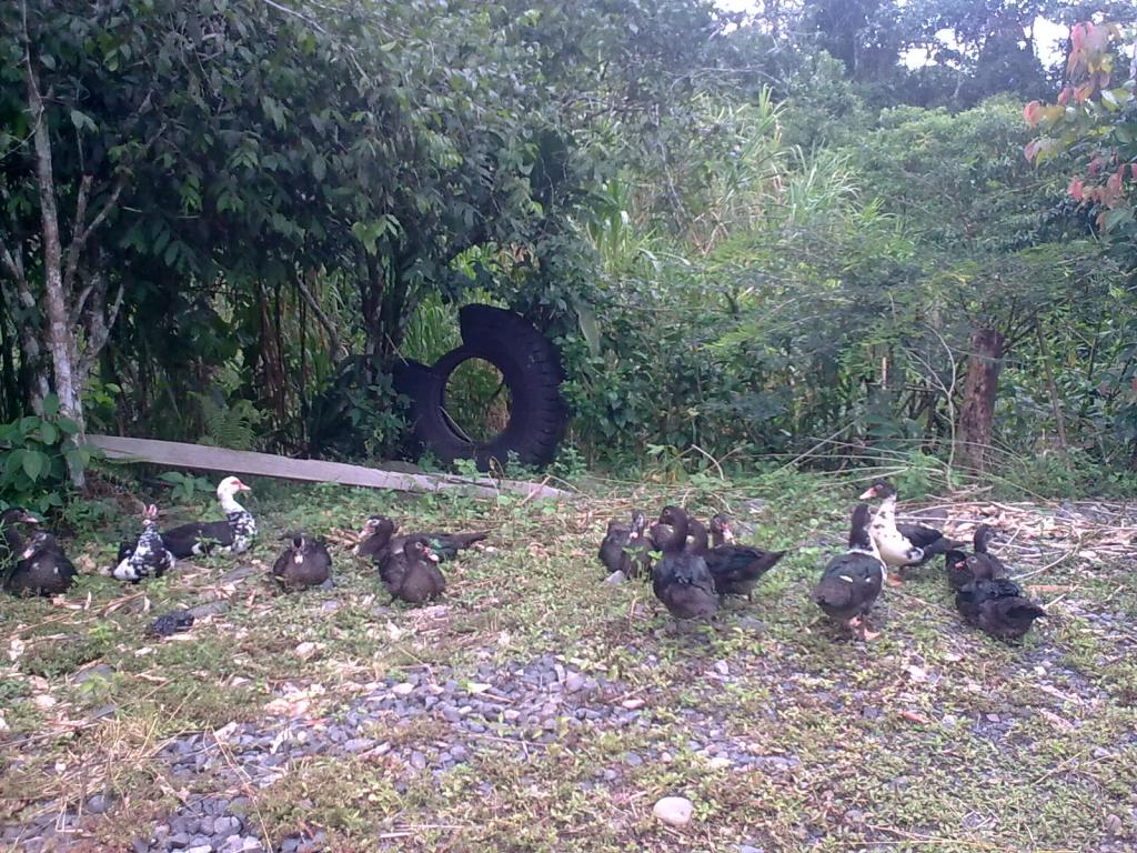 Foto de Simón Bolívar, Ecuador