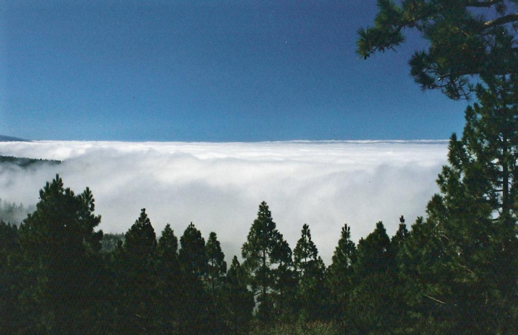 Foto de Tenerife (Santa Cruz de Tenerife), España