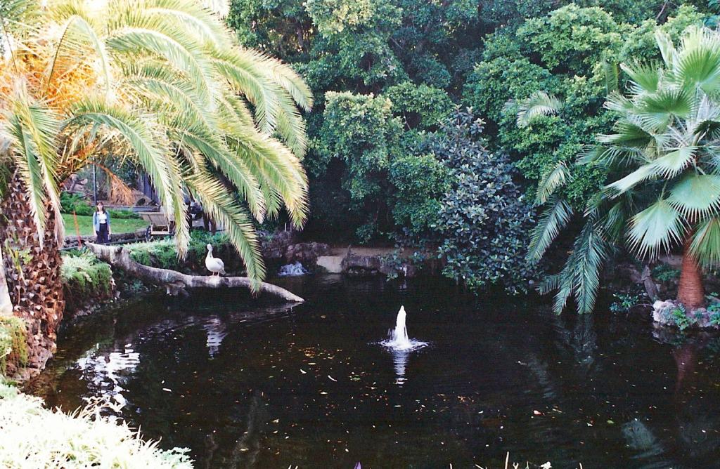 Foto de Puerto de la Cruz (Santa Cruz de Tenerife), España