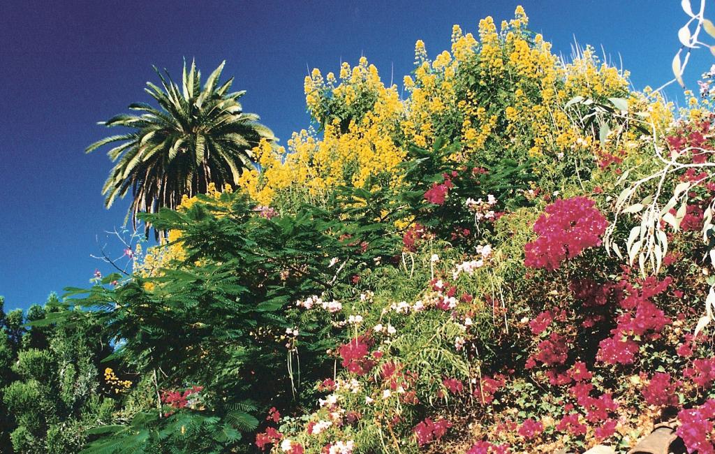 Foto de Puerto de la Cruz (Santa Cruz de Tenerife), España