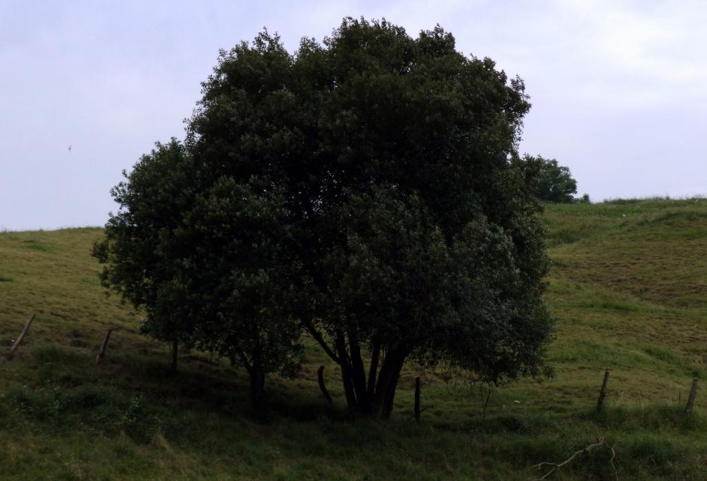 Foto de Parbayon (Cantabria), España