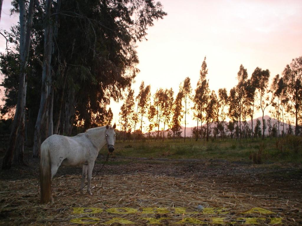 Foto de Cayalti, Perú