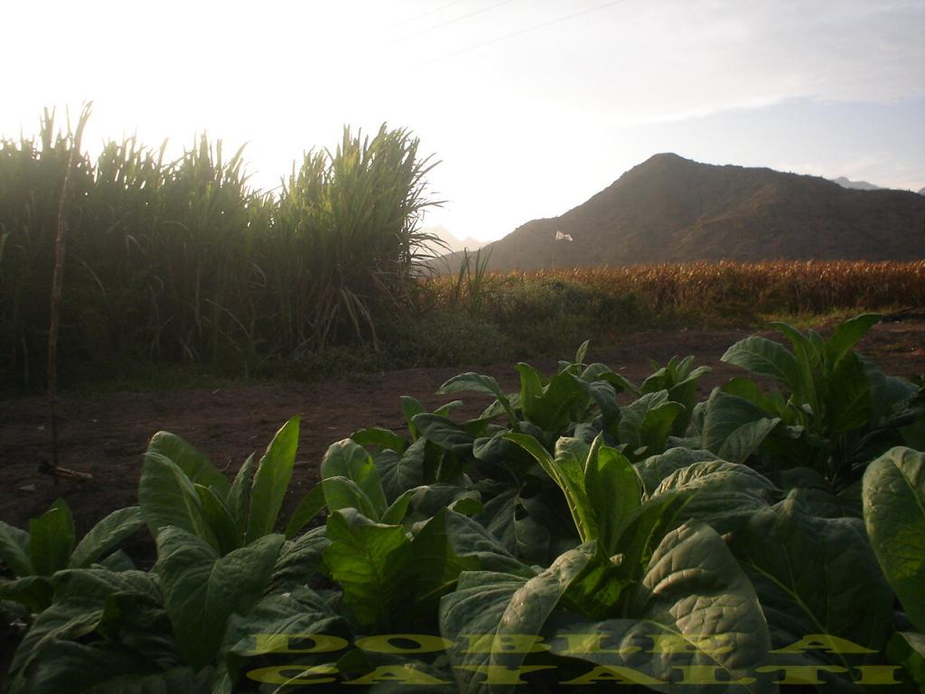 Foto de Cayalti, Perú